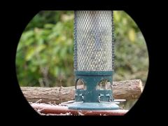 Monoculare per visione notturna video 4K Mini91